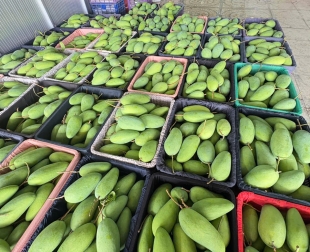 giai-phap-xuat-khau-xoai-viet-dam-bao-chat-luong-va-toi-uu-chi-phi-van-chuyen