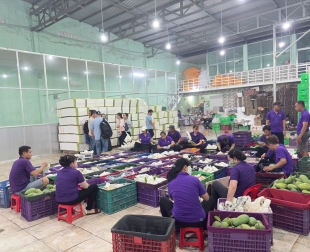 chat-luong-va-an-toan-hai-tieu-chi-hang-dau-trong-xuat-khau-xoai-viet