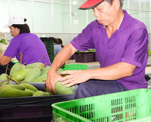tong-phat-fruits-don-vi-cung-cap-trai-cay-xuat-khau-chat-luong-hang-dau-viet-nam