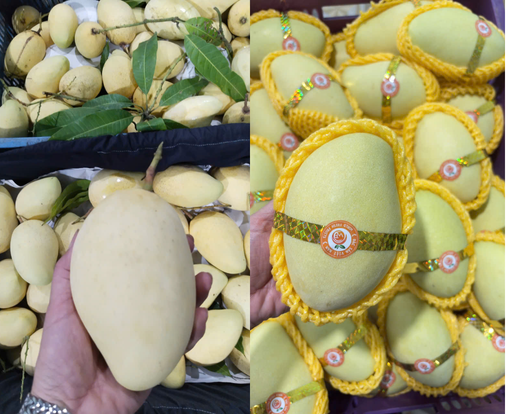 xoai-keo-vang