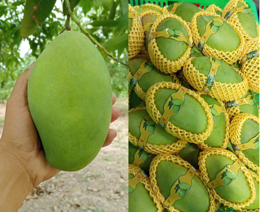 xoai-keo-xanh