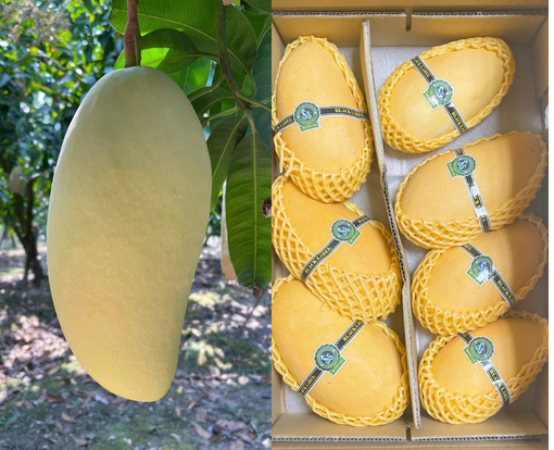 xoai-tuong-vang