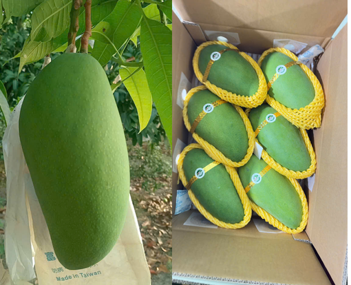 xoai-tuong-xanh